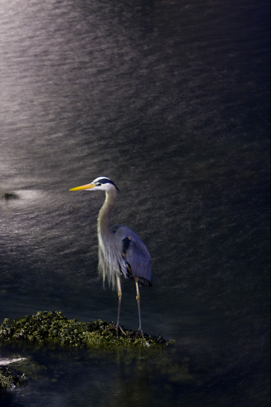 Great Blue Heron